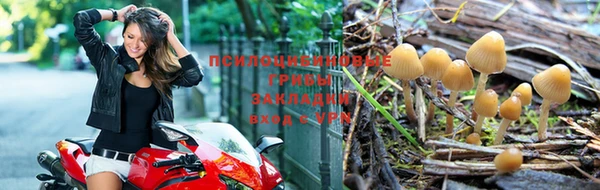 ГАЛЛЮЦИНОГЕННЫЕ ГРИБЫ Заводоуковск